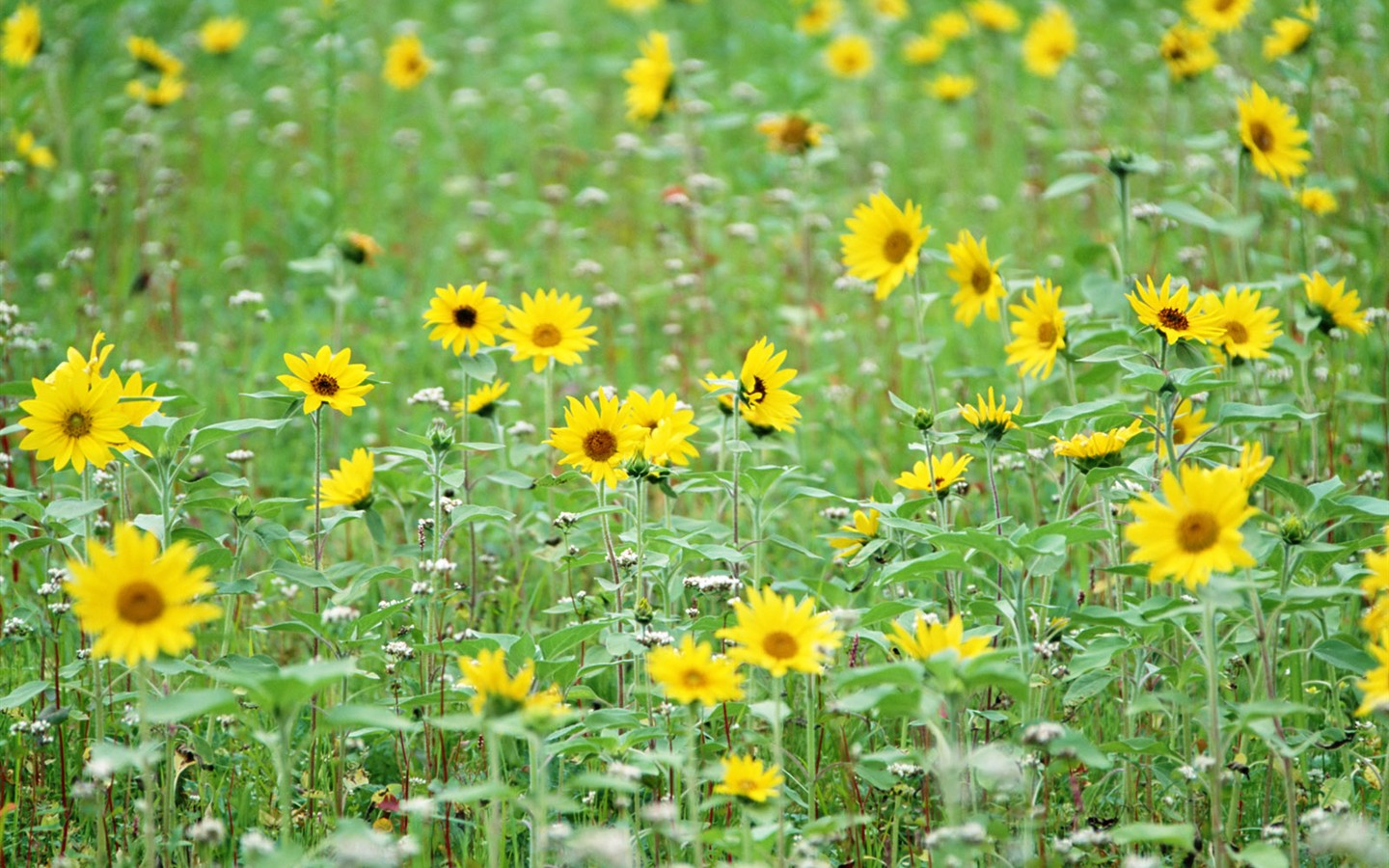 Wildflower Desktop Wallpaper #13 - 1440x900