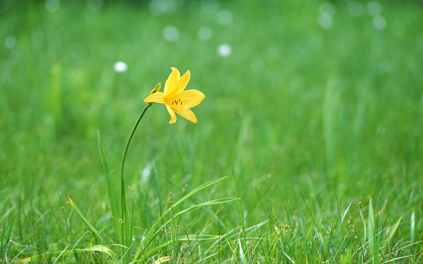 Wildflower Desktop Wallpaper #17 - 1440x900