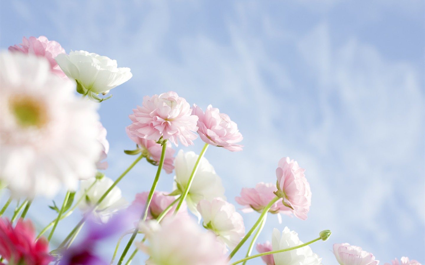 Fond d'écran de fleurs sauvages #18 - 1440x900