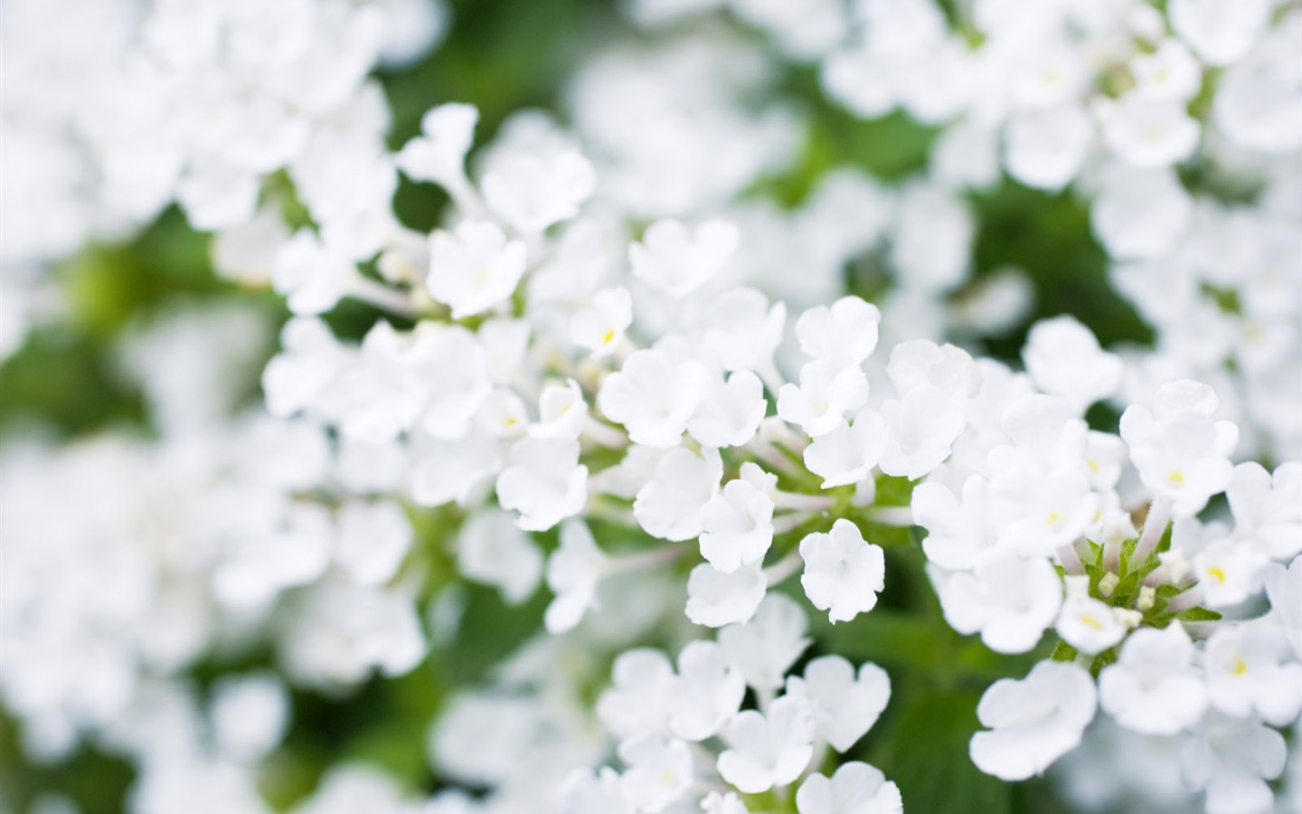 wildflower Tapety na plochu #19 - 1440x900