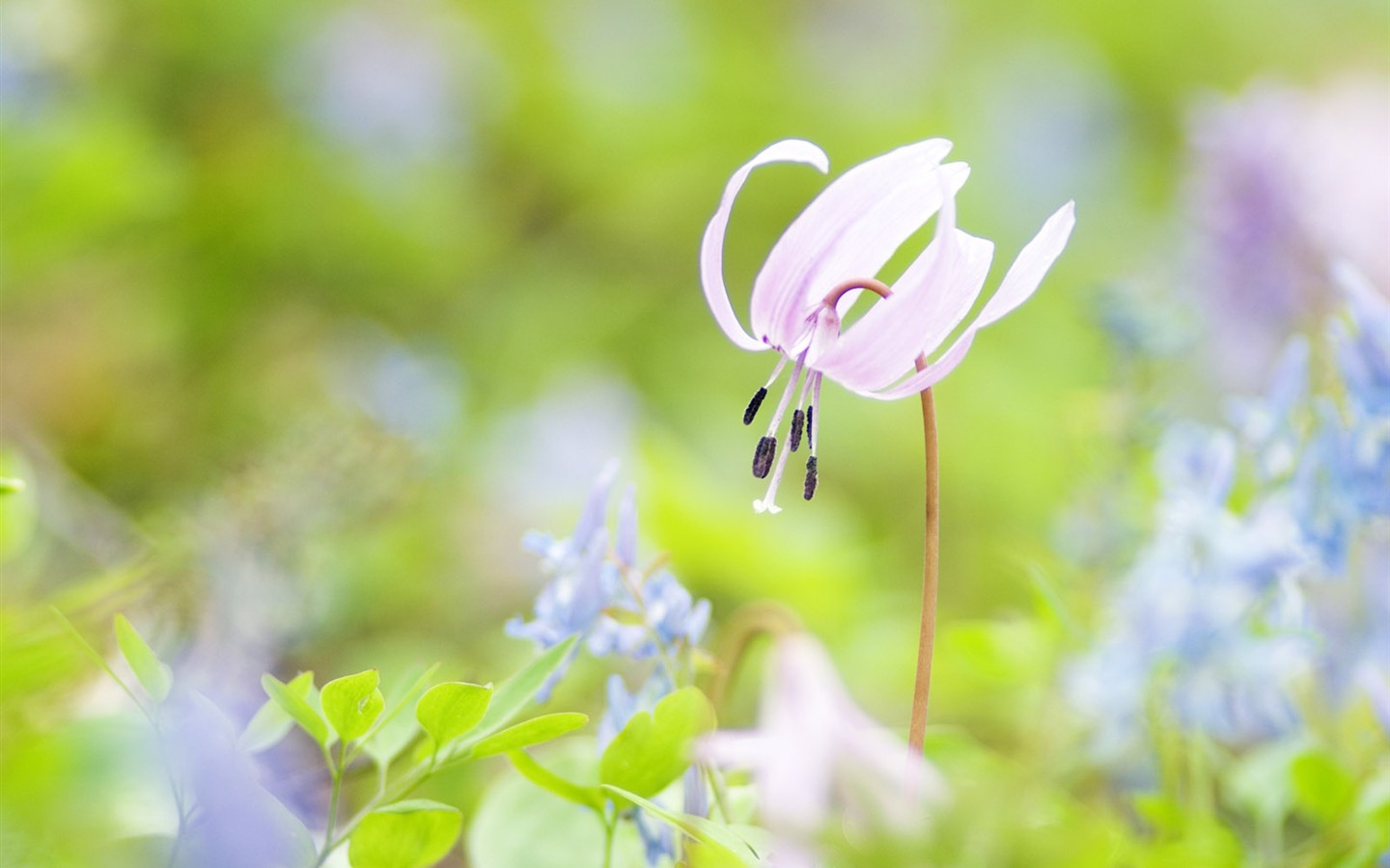 Wildflower Desktop Wallpaper #24 - 1440x900