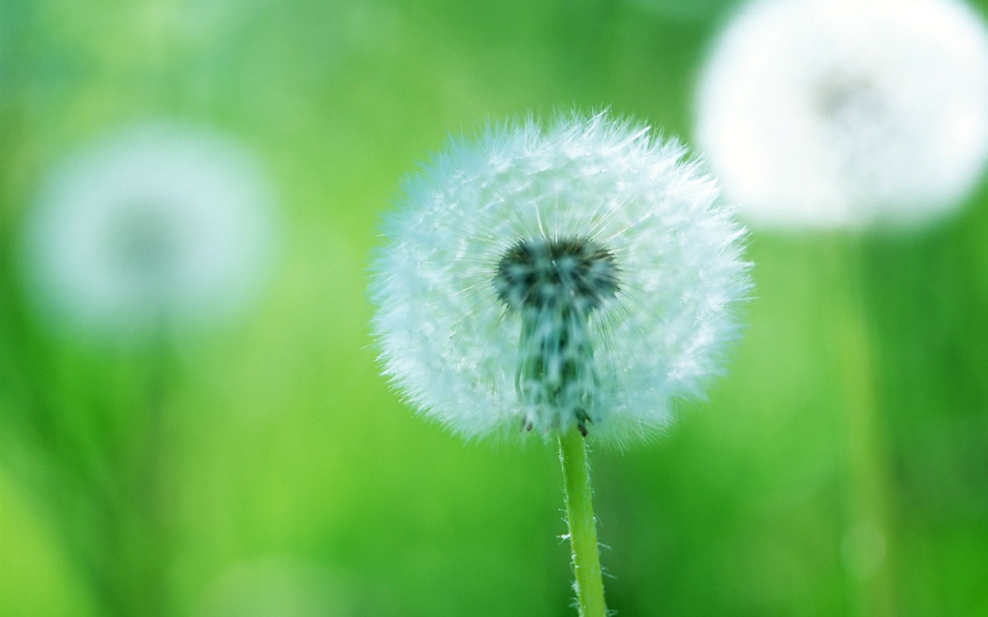 Wildflower Desktop Wallpaper #28 - 1440x900