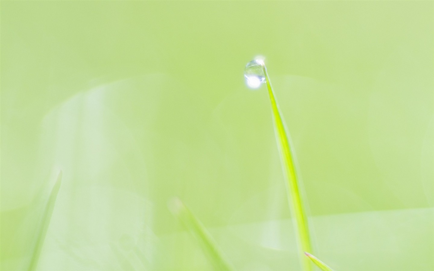 Fresh green leaf wallpaper (1) #3 - 1440x900