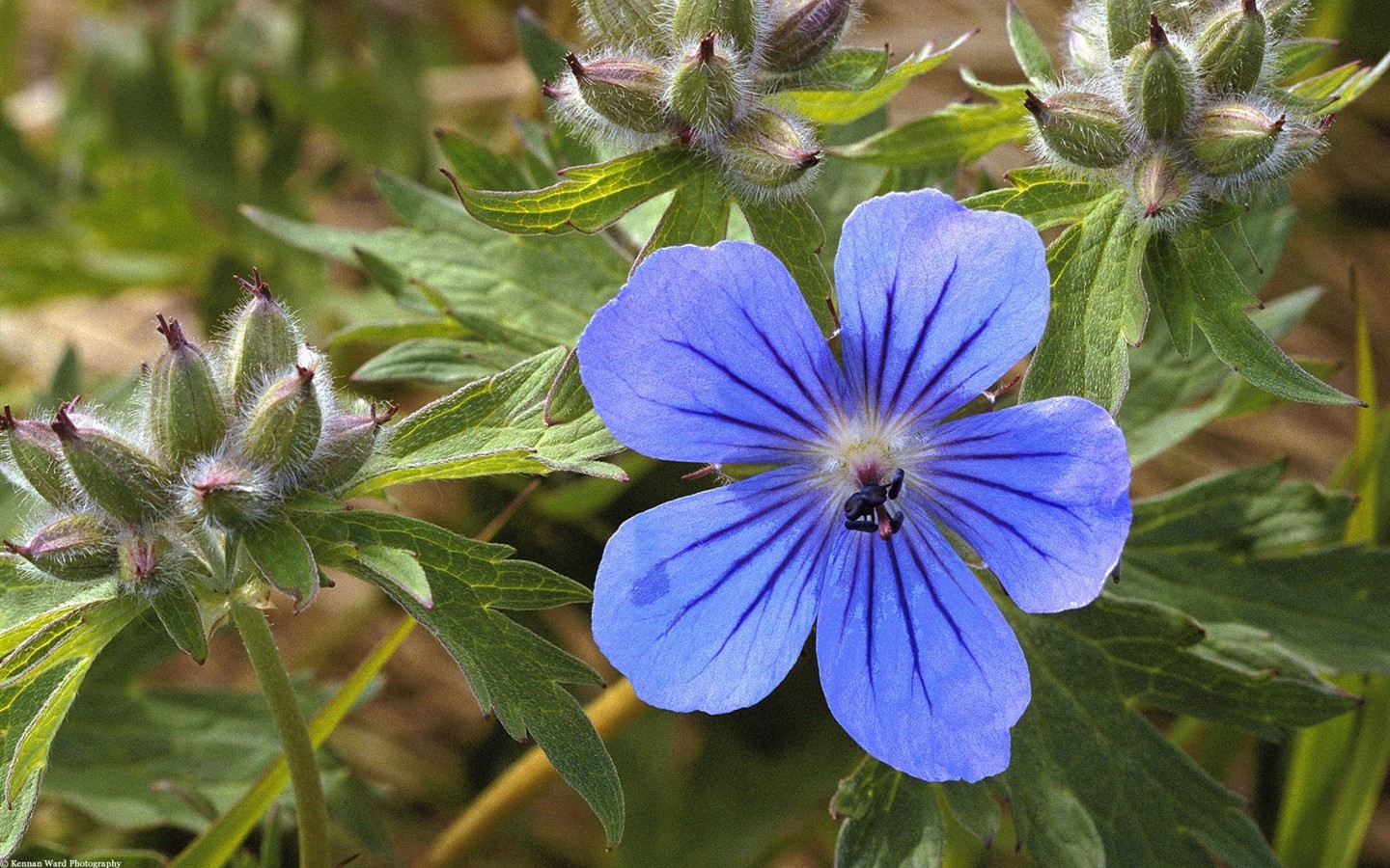 美丽鲜花桌面壁纸(一)20 - 1440x900