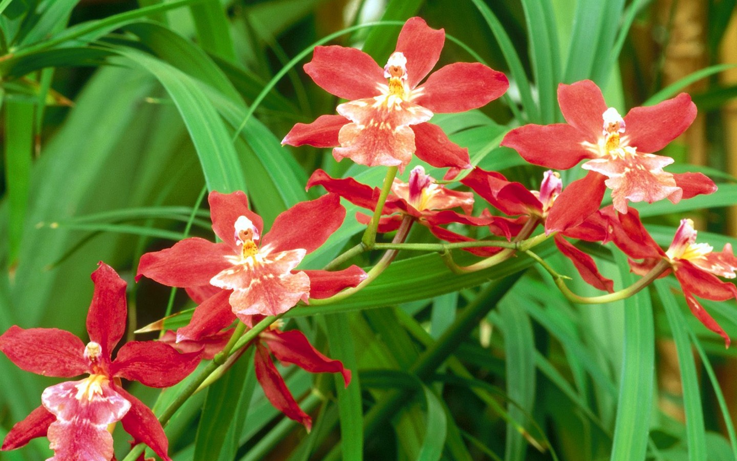 Belles fleurs fonds d'écran (1) #21 - 1440x900