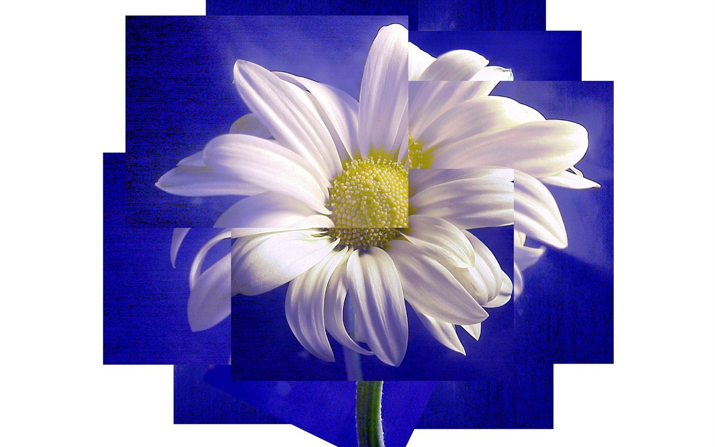 아름다운 꽃 벽지 (1) #22 - 1440x900