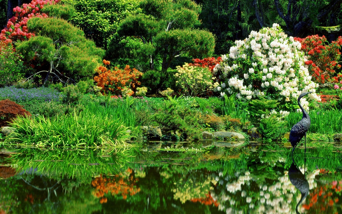 美丽鲜花桌面壁纸(一)25 - 1440x900