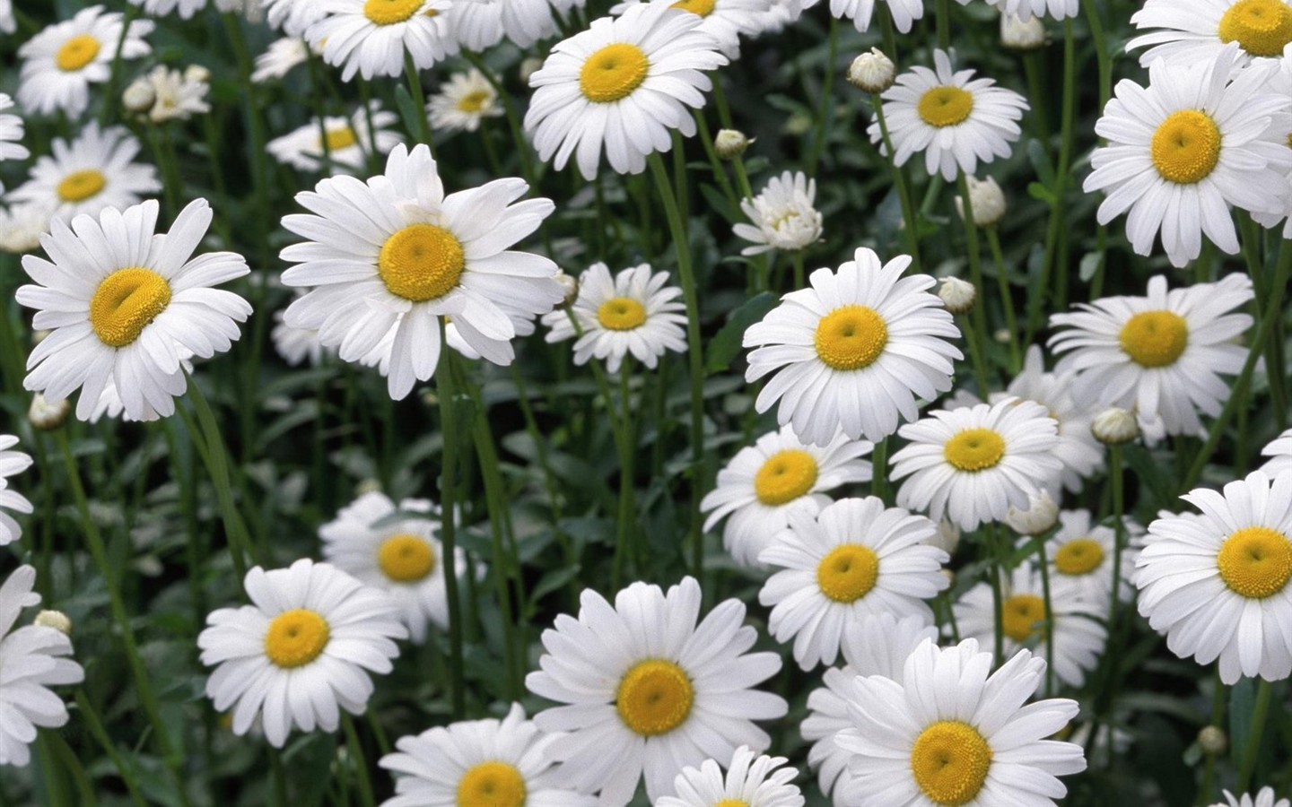 Belles fleurs fonds d'écran (1) #28 - 1440x900