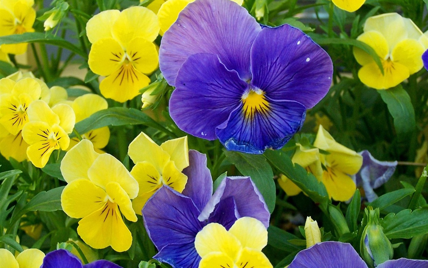 美麗鮮花桌面壁紙(一) #33 - 1440x900
