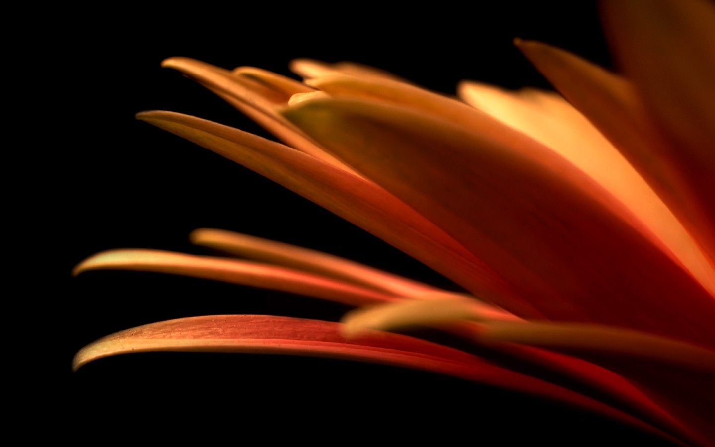 美麗鮮花桌面壁紙(一) #34 - 1440x900