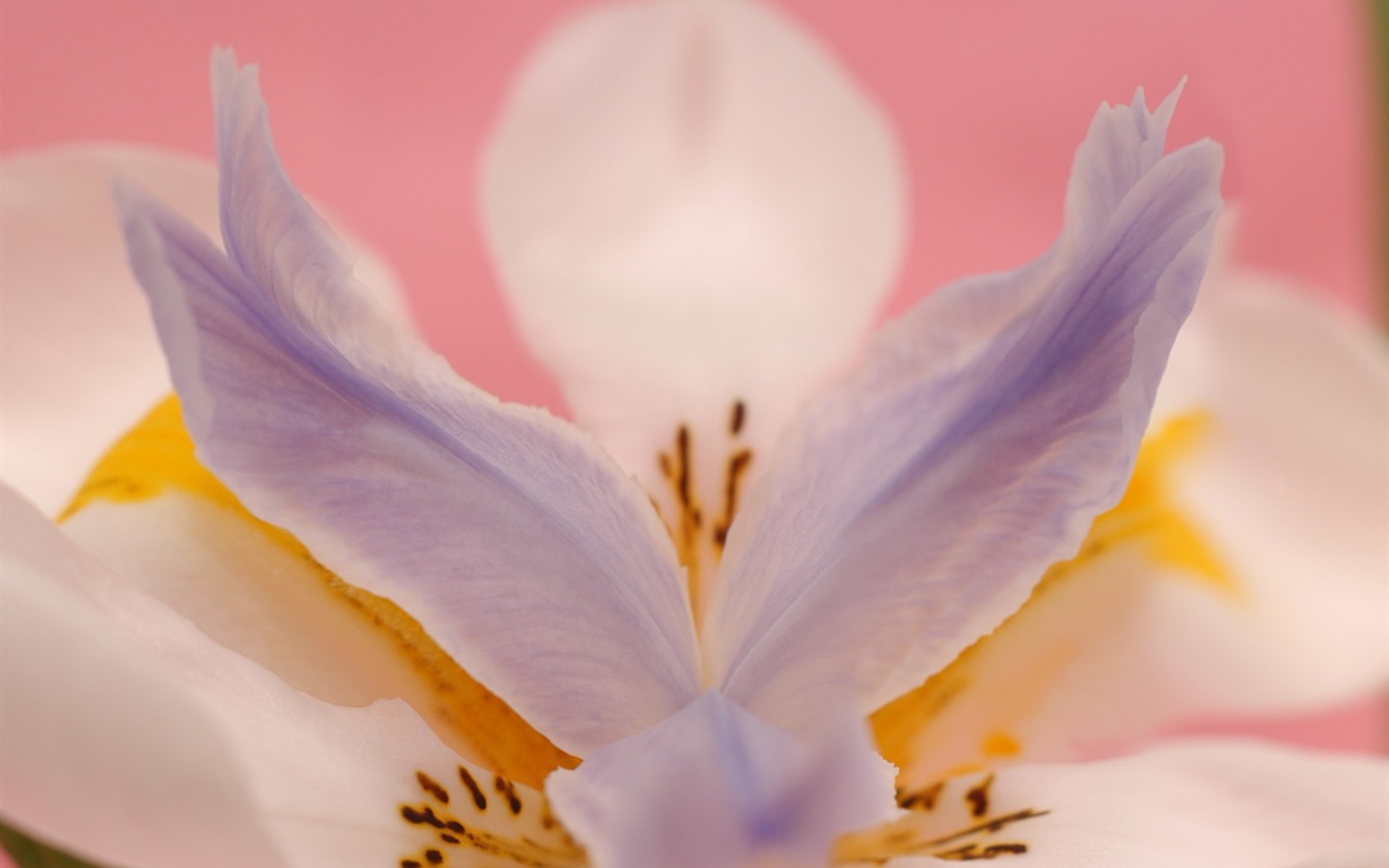 아름다운 꽃 벽지 (1) #39 - 1440x900