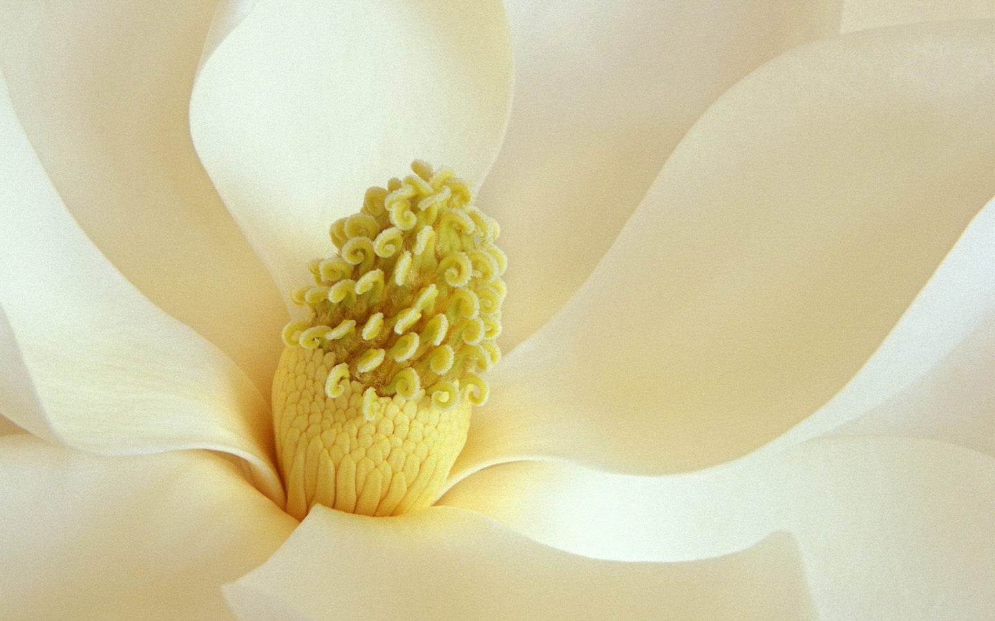 美丽鲜花桌面壁纸(一)6 - 1440x900