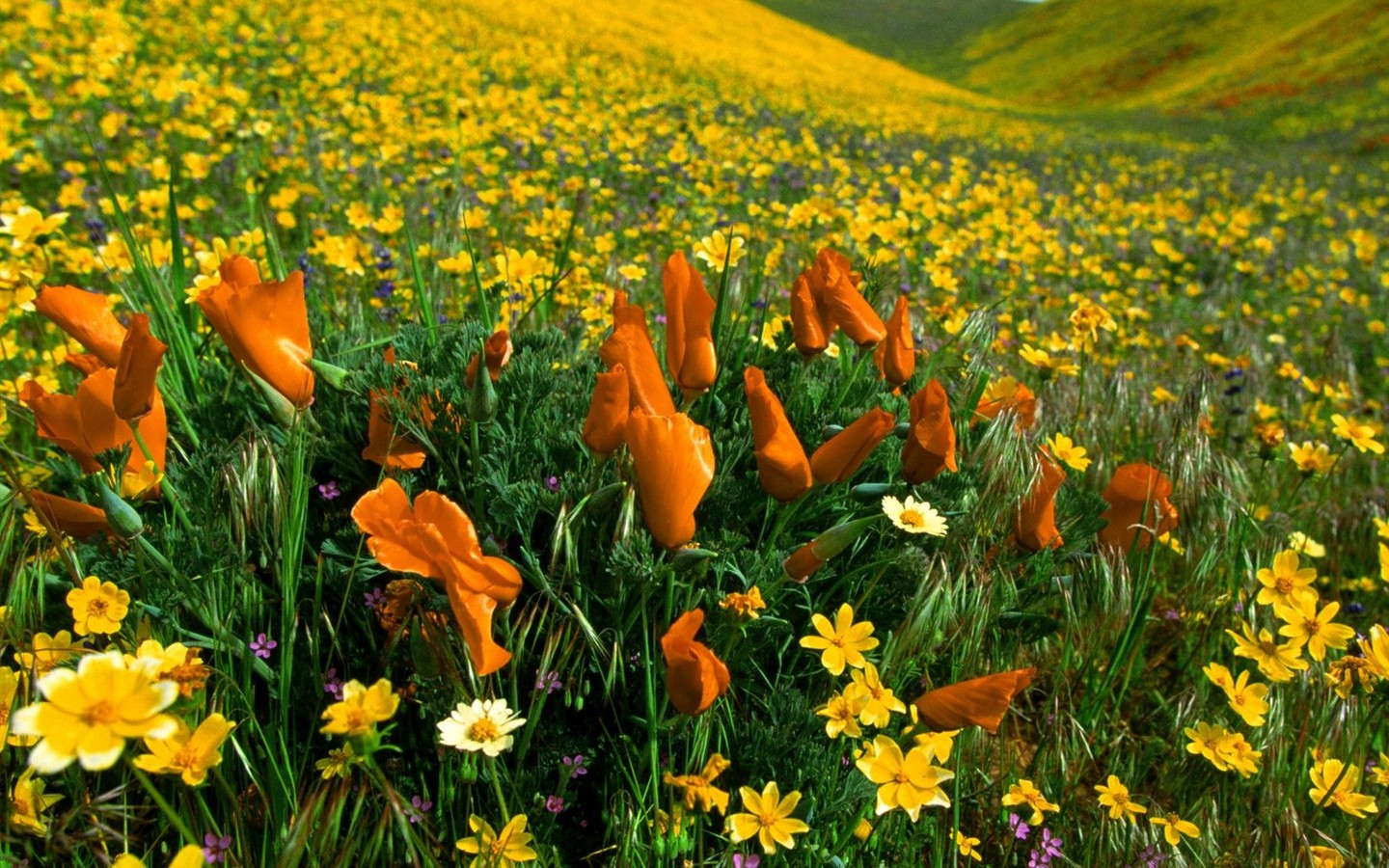 Hermoso fondo de pantalla Flores (2) #6 - 1440x900