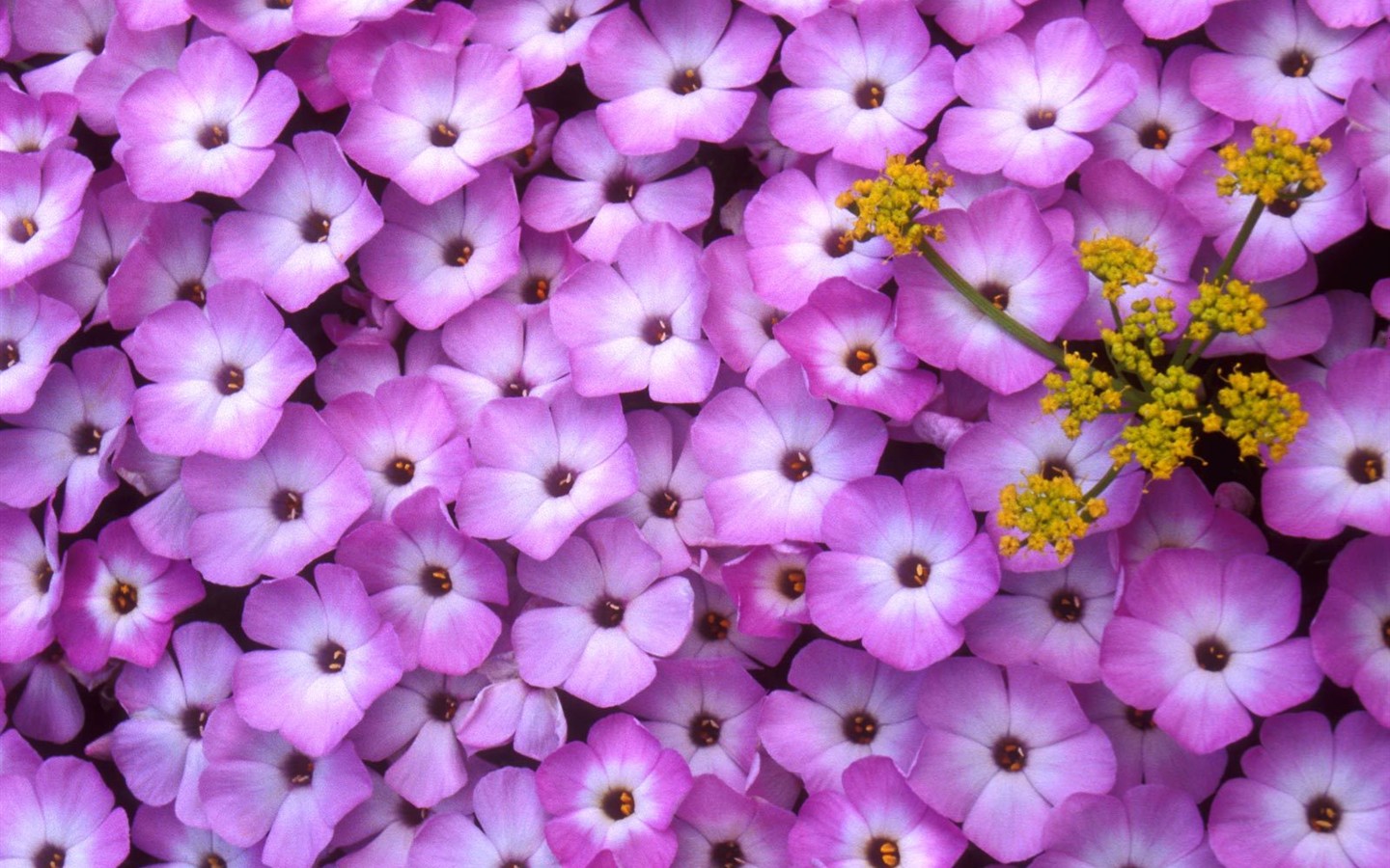 Beautiful Flowers wallpaper (2) #10 - 1440x900