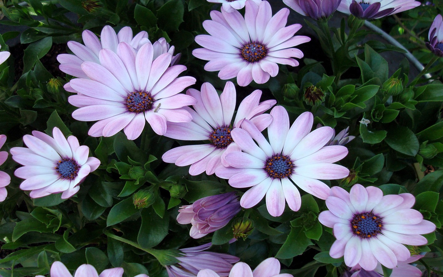 Hermoso fondo de pantalla Flores (2) #27 - 1440x900