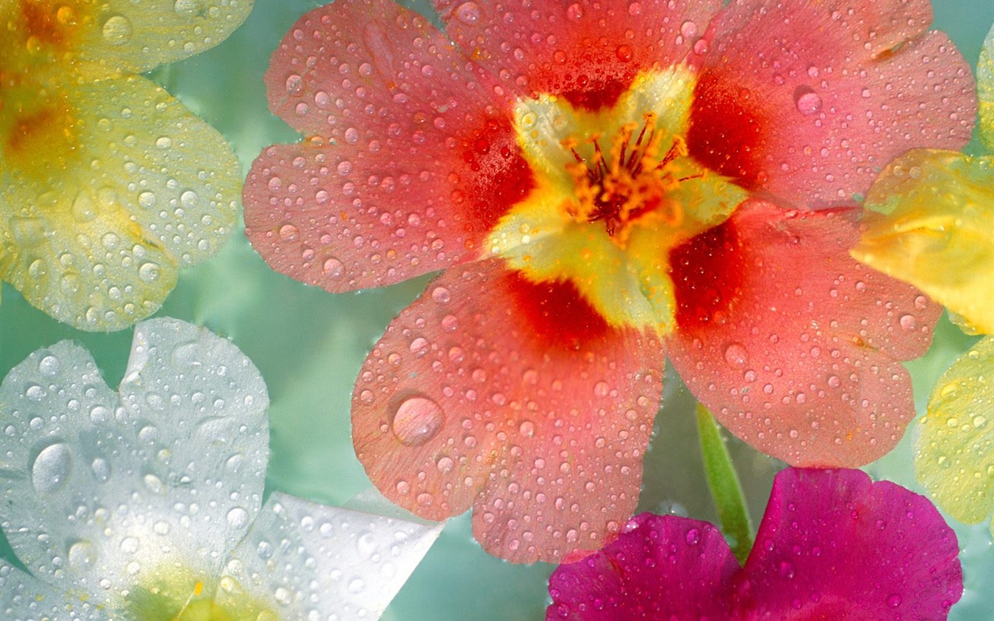 Hermoso fondo de pantalla Flores (2) #30 - 1440x900