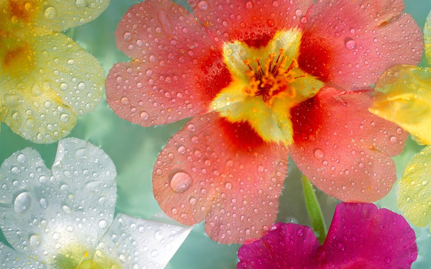 美しい花の壁紙(2) #30 - 1440x900