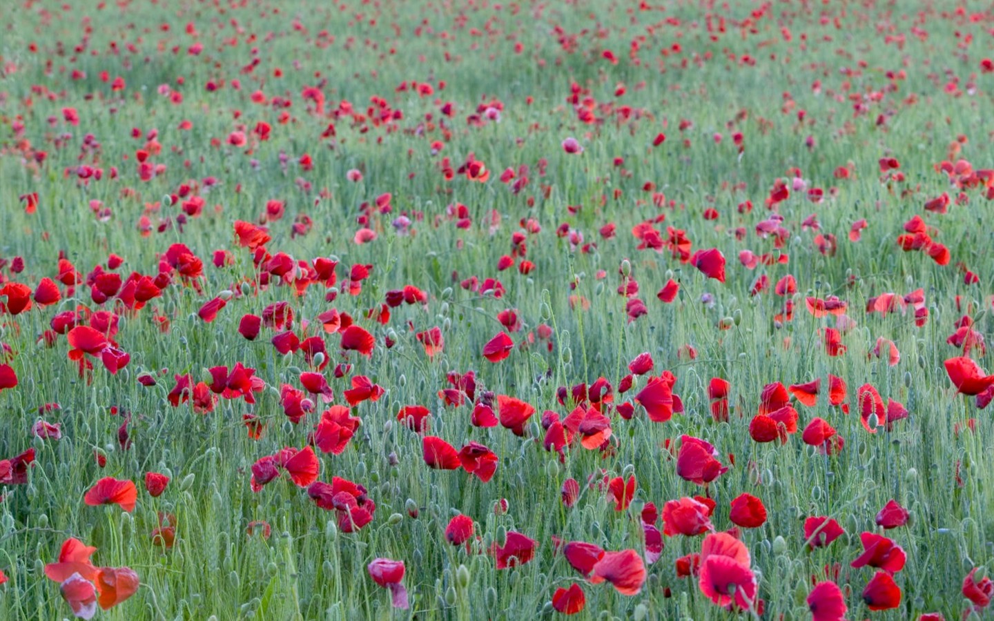 美麗鮮花桌面壁紙(二) #34 - 1440x900