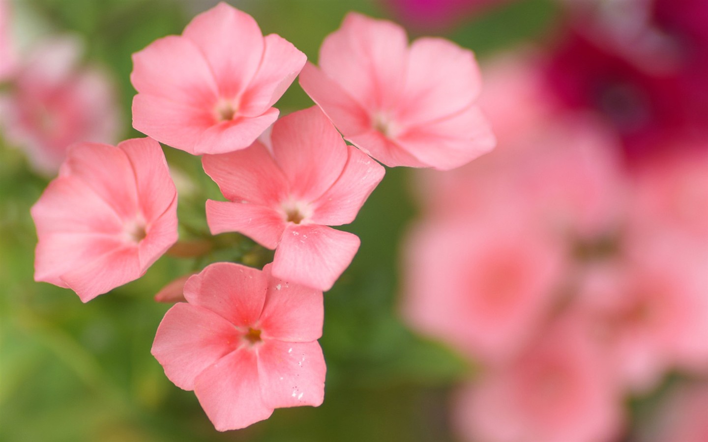 燦爛花朵特寫壁紙 #1 - 1440x900