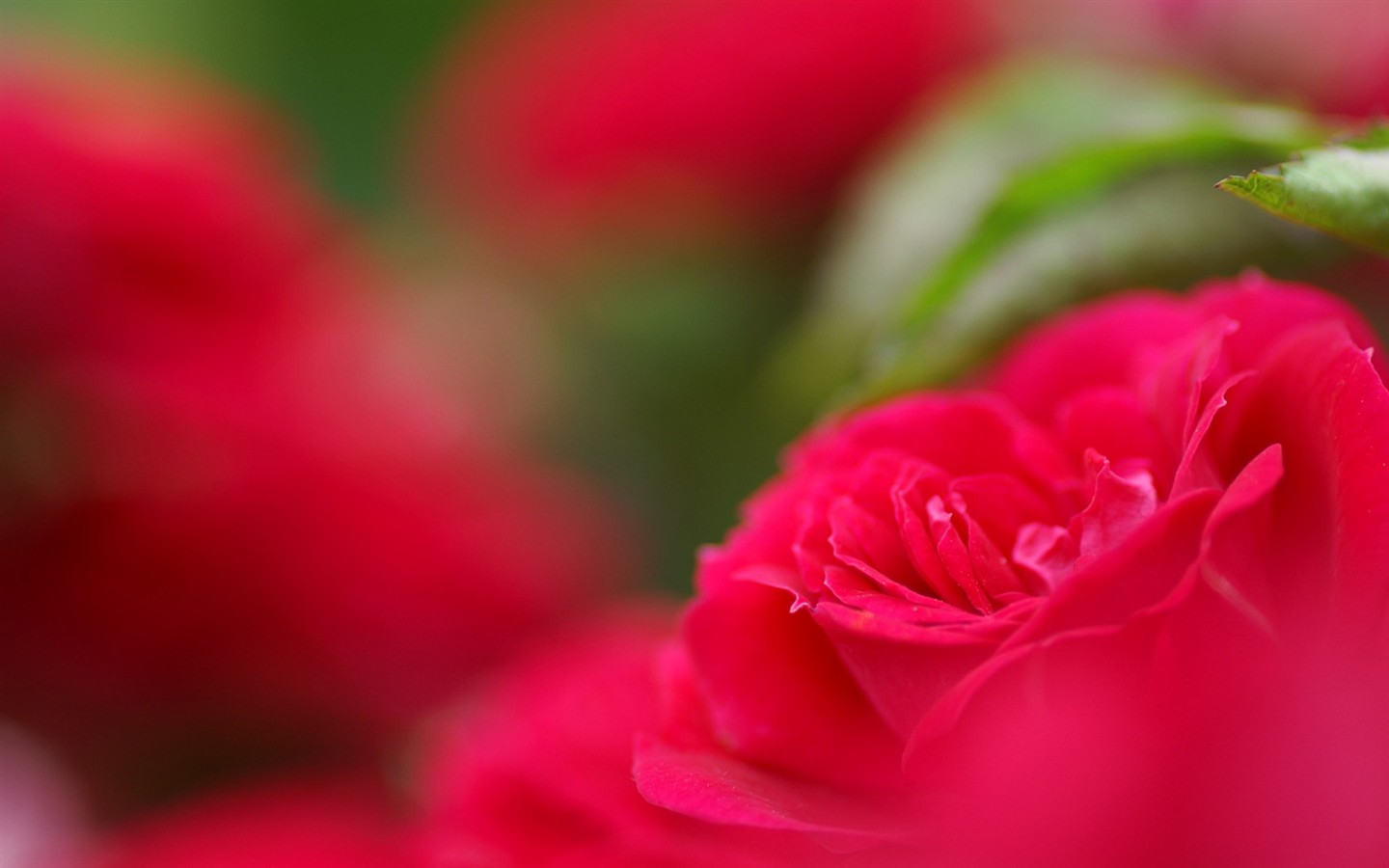 燦爛花朵特寫壁紙 #3 - 1440x900