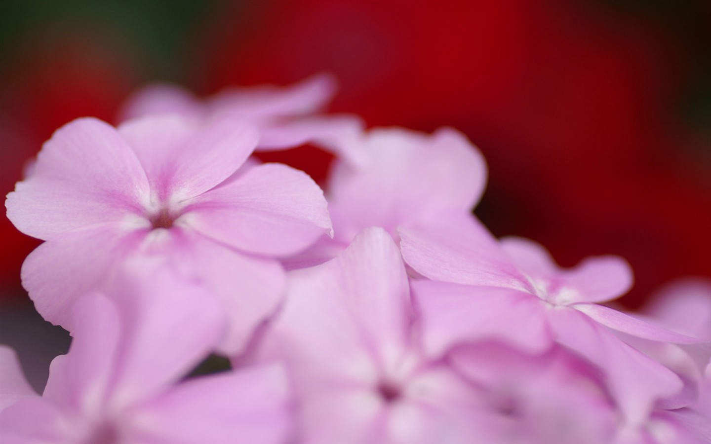 燦爛花朵特寫壁紙 #4 - 1440x900