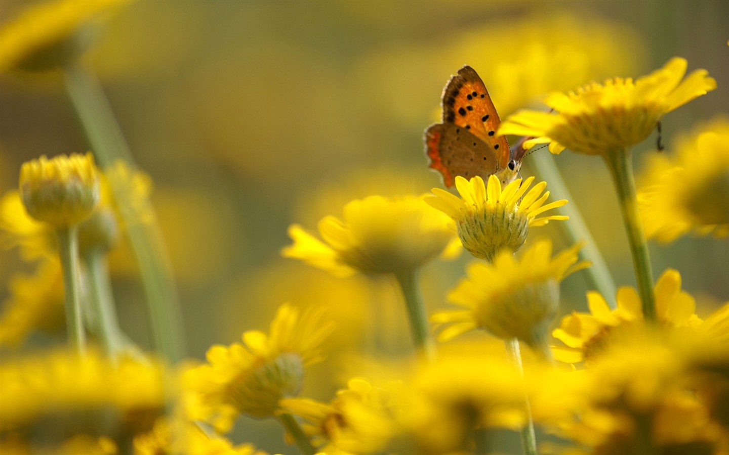 Brilliant flowers close-up wallpaper #9 - 1440x900