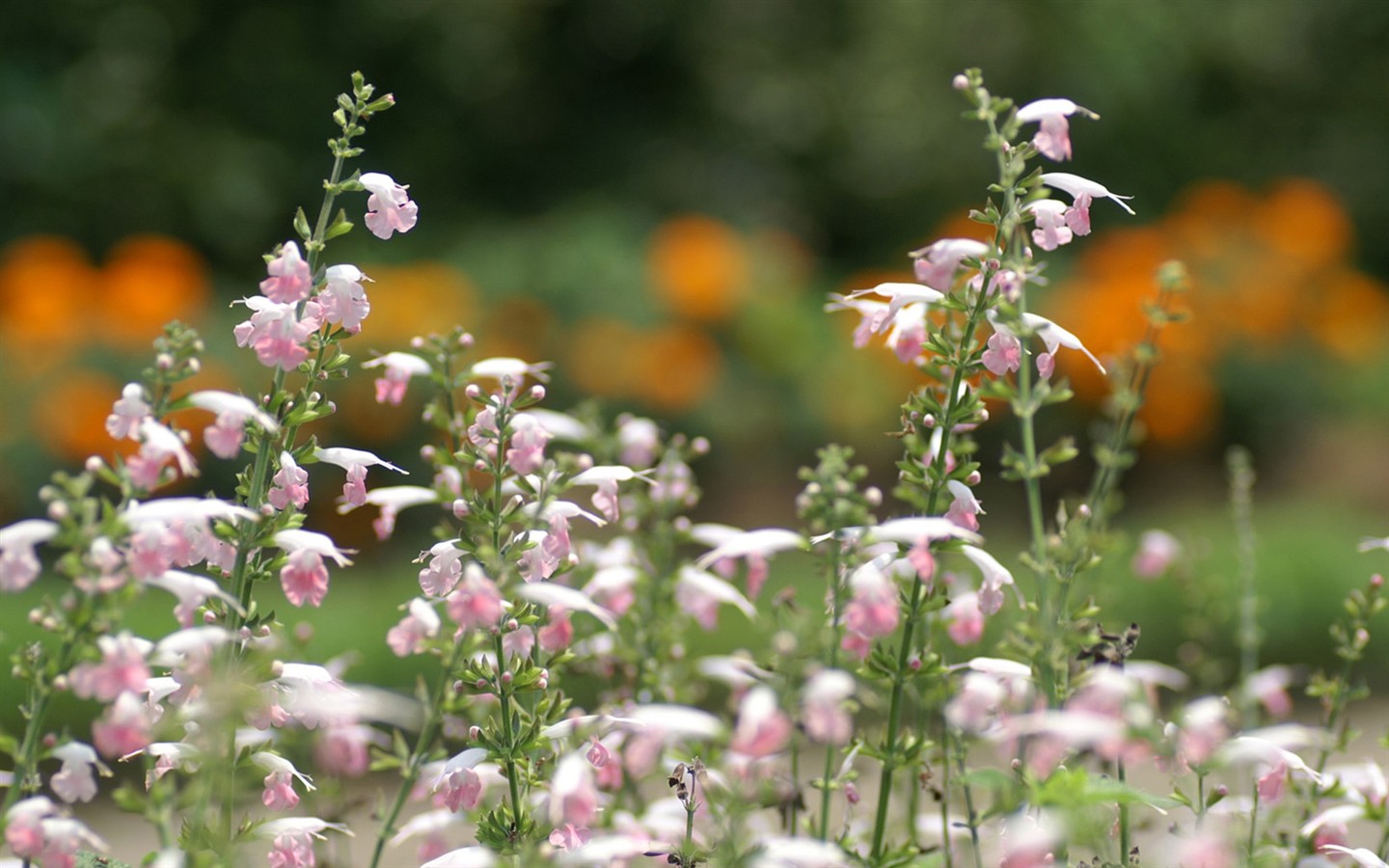 Brilliant flowers close-up wallpaper #13 - 1440x900