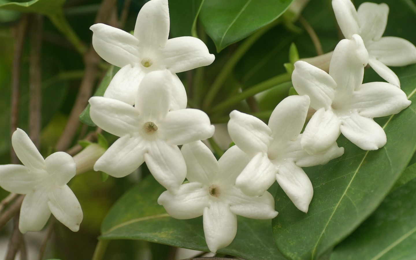 fondos de escritorio de flores brillantes de cerca #15 - 1440x900