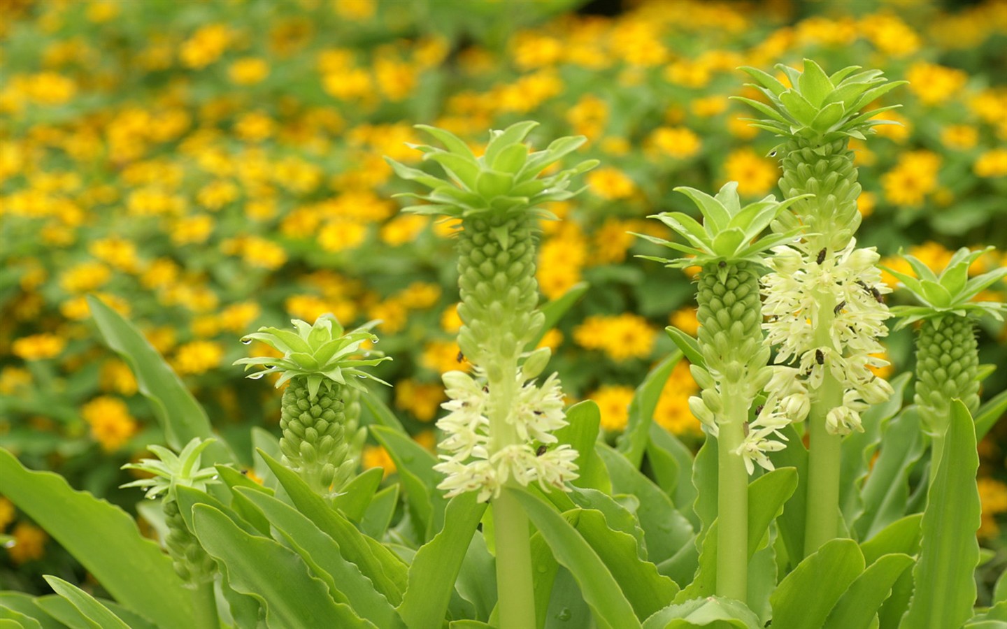 Brilliant flowers close-up wallpaper #16 - 1440x900