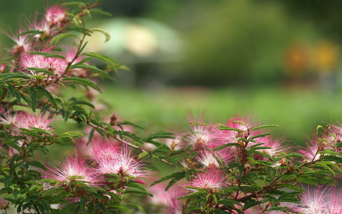 Brilliant flowers close-up wallpaper #18 - 1440x900