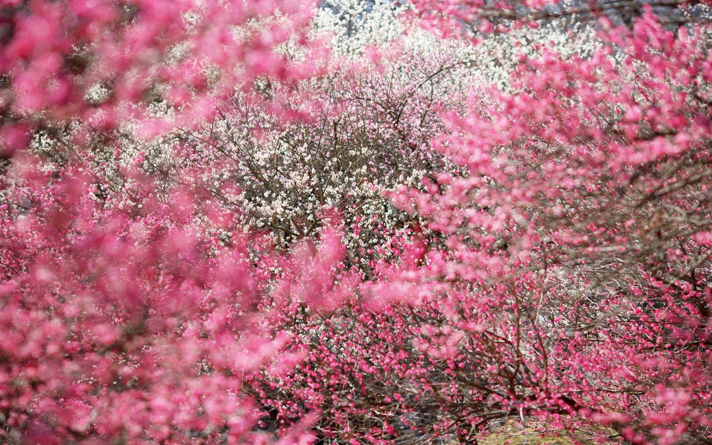 japonská přírodní scenérie Tapeta #11 - 1440x900