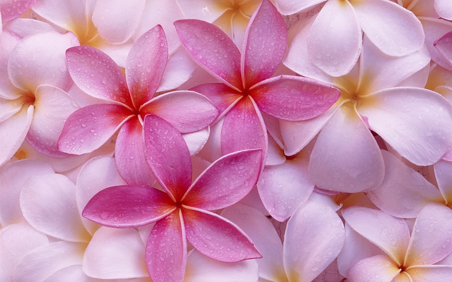 Beautiful Flowers wallpaper (3) #10 - 1440x900