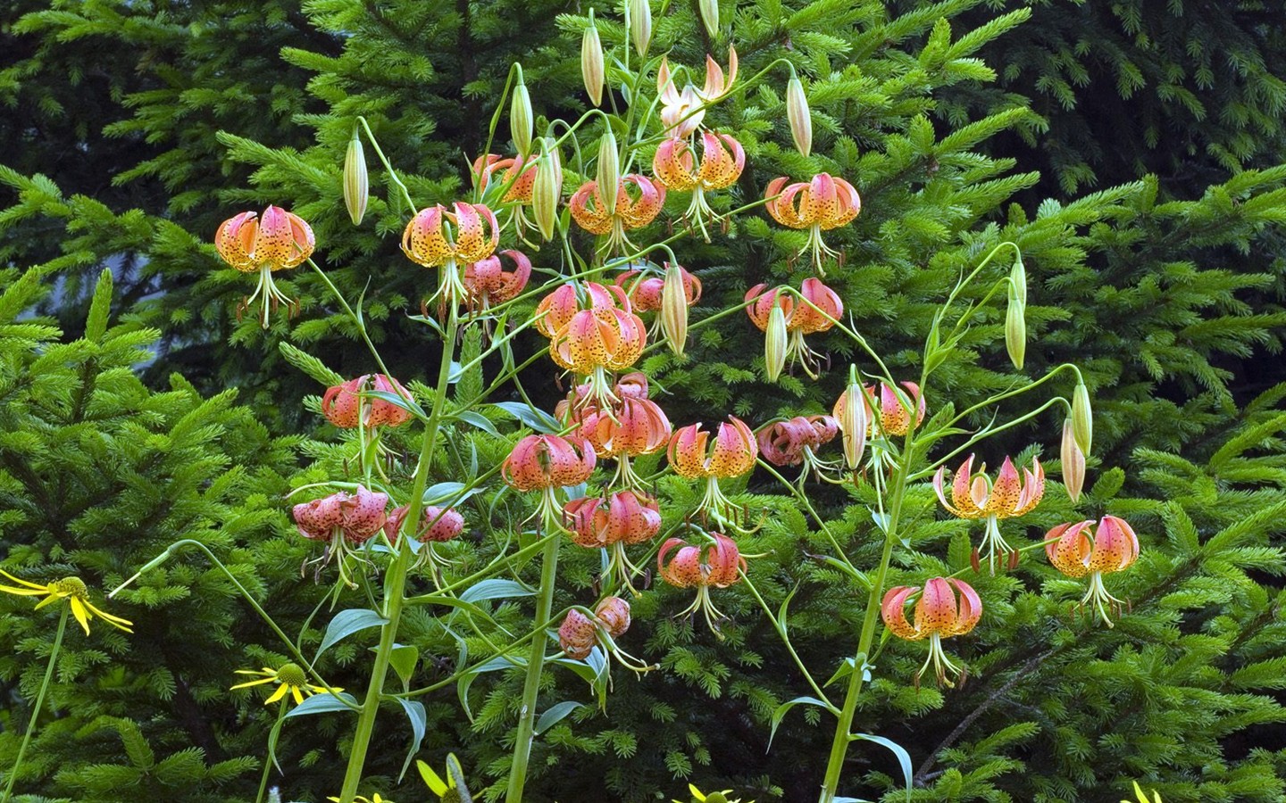 Belles fleurs fonds d'écran (3) #15 - 1440x900