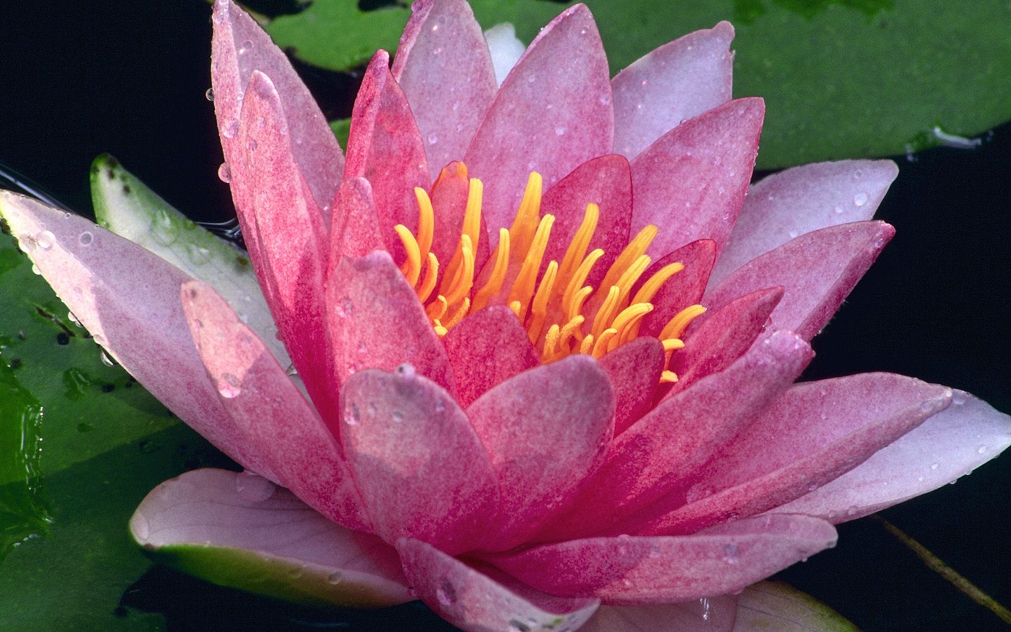 美丽鲜花桌面壁纸(三)20 - 1440x900