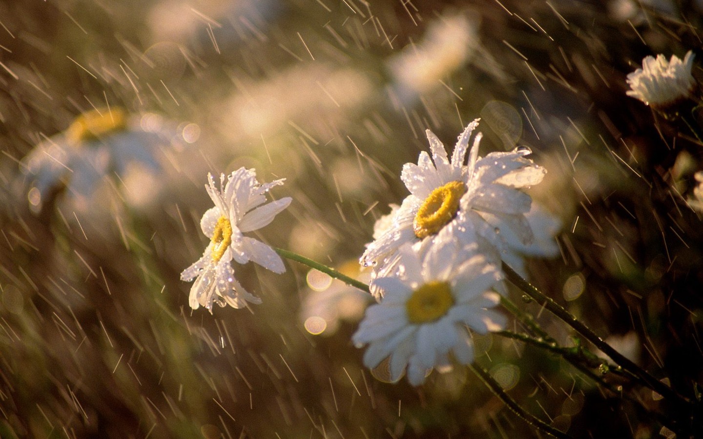 Belles fleurs fonds d'écran (3) #22 - 1440x900