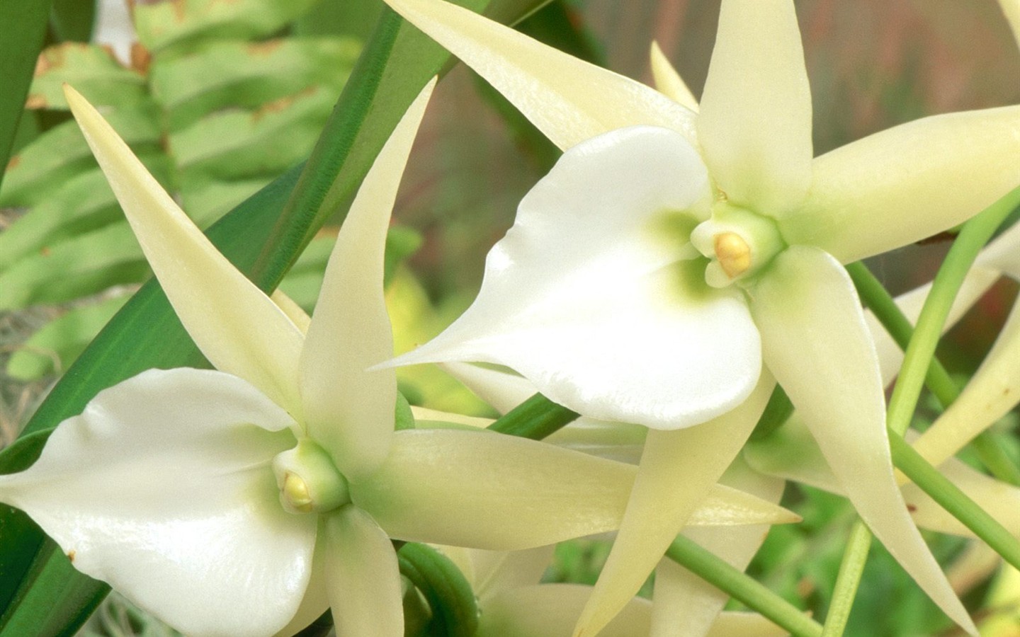 Belles fleurs fonds d'écran (3) #24 - 1440x900