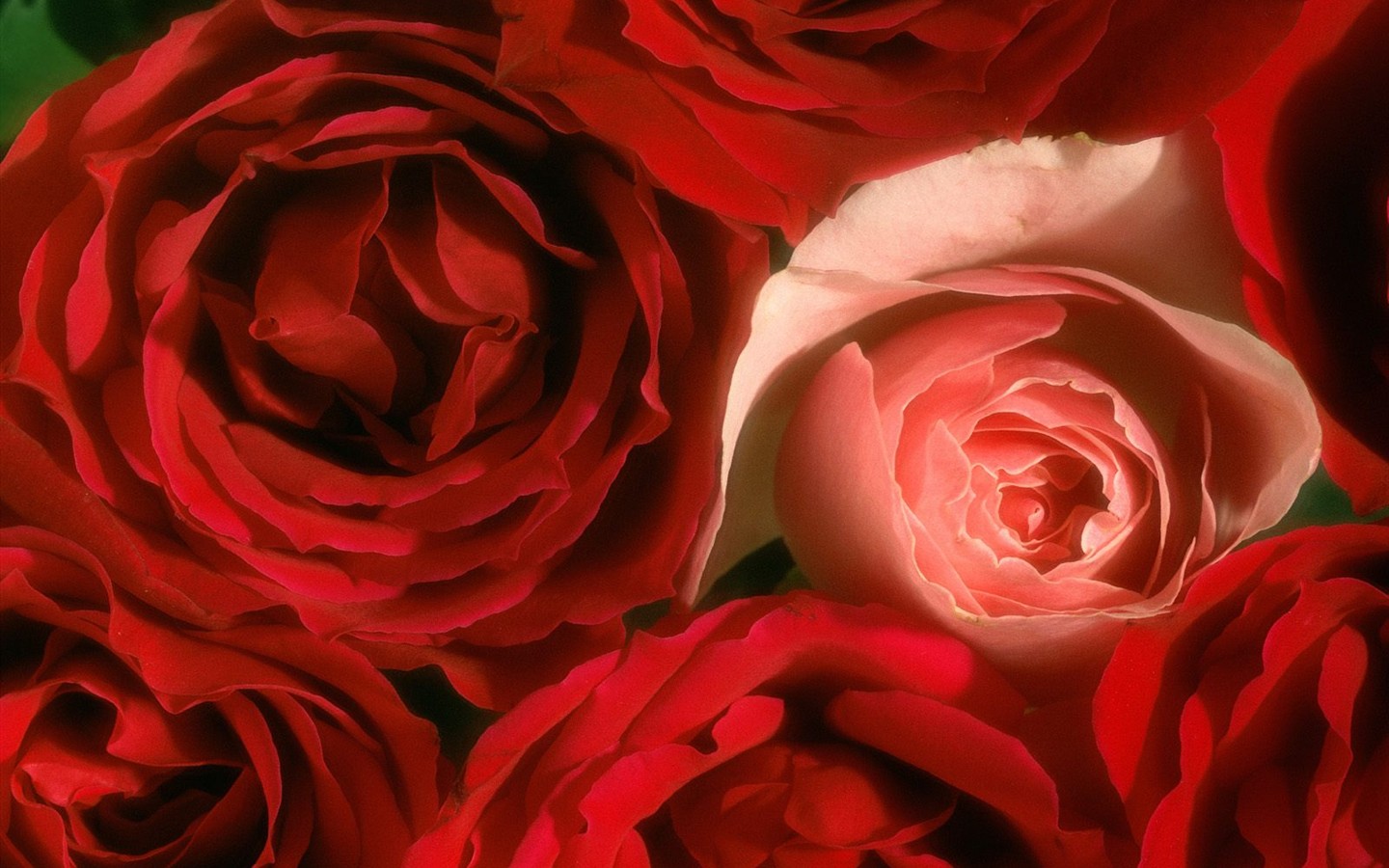 아름다운 꽃 벽지 (3) #37 - 1440x900