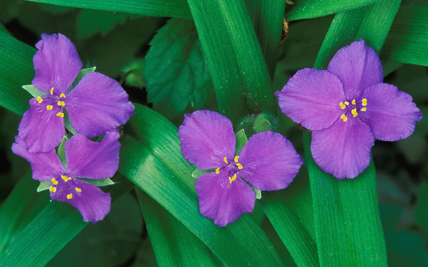 Belles fleurs fonds d'écran (3) #39 - 1440x900