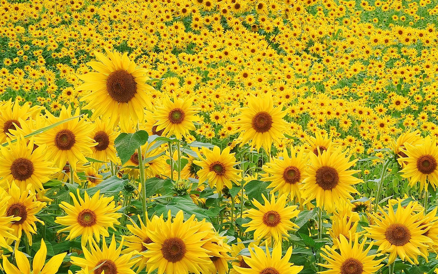 美麗鮮花桌面壁紙(三) #51 - 1440x900