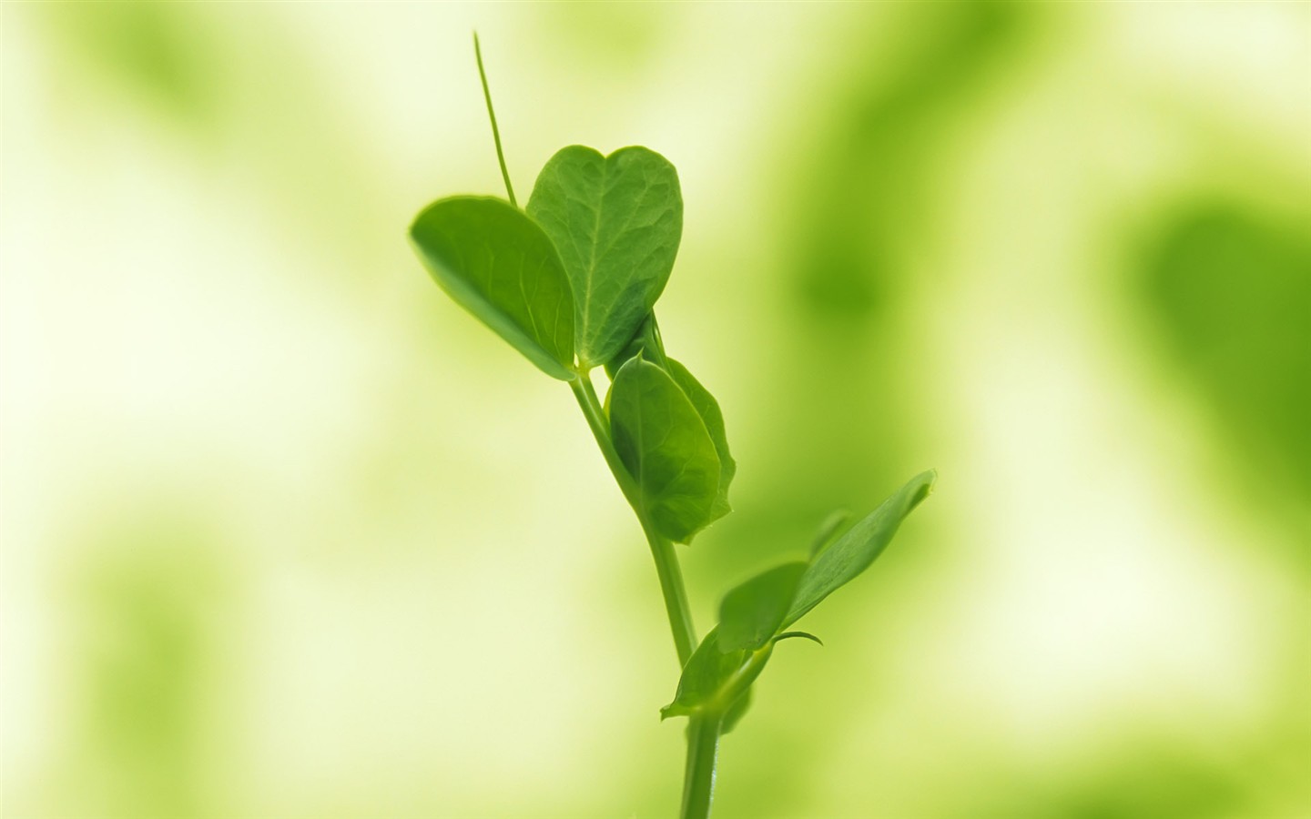 Sprout leaves HD Wallpaper (1) #40 - 1440x900