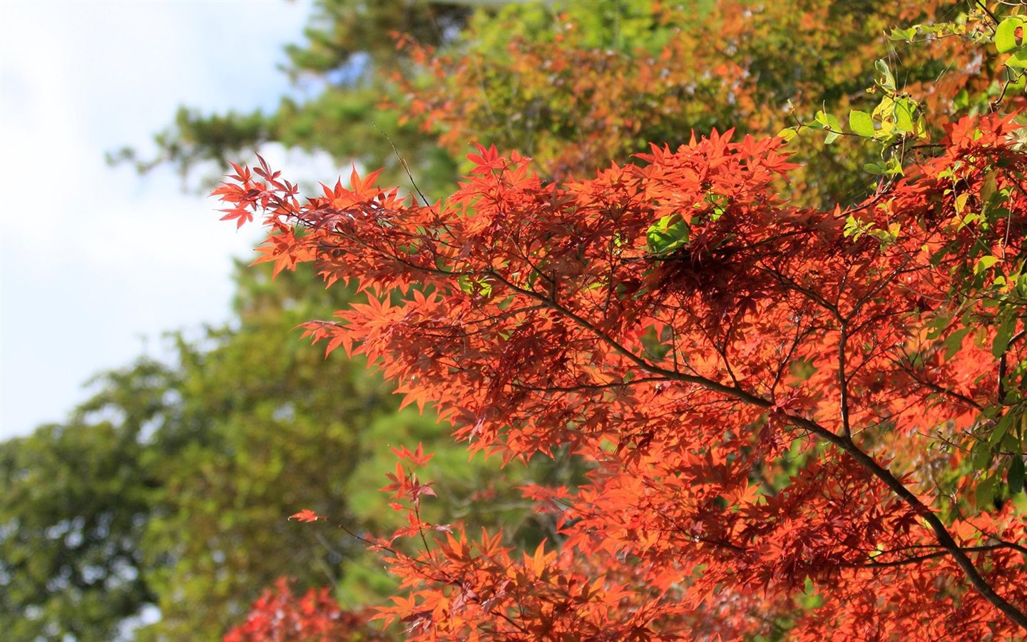 Japan Tour: Montañas Rokko hojas #3 - 1440x900