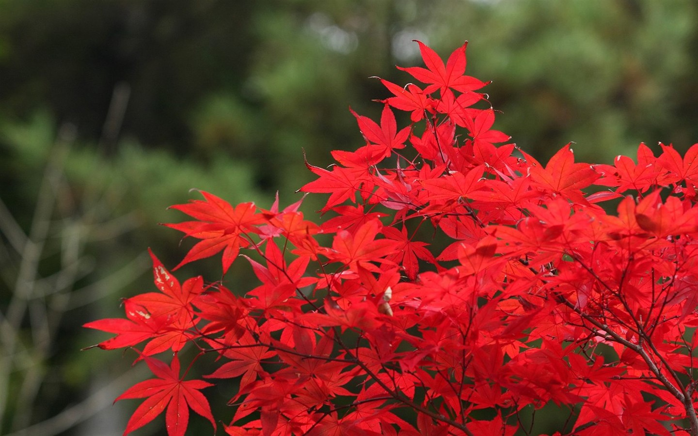 Japan Tour: Montañas Rokko hojas #4 - 1440x900