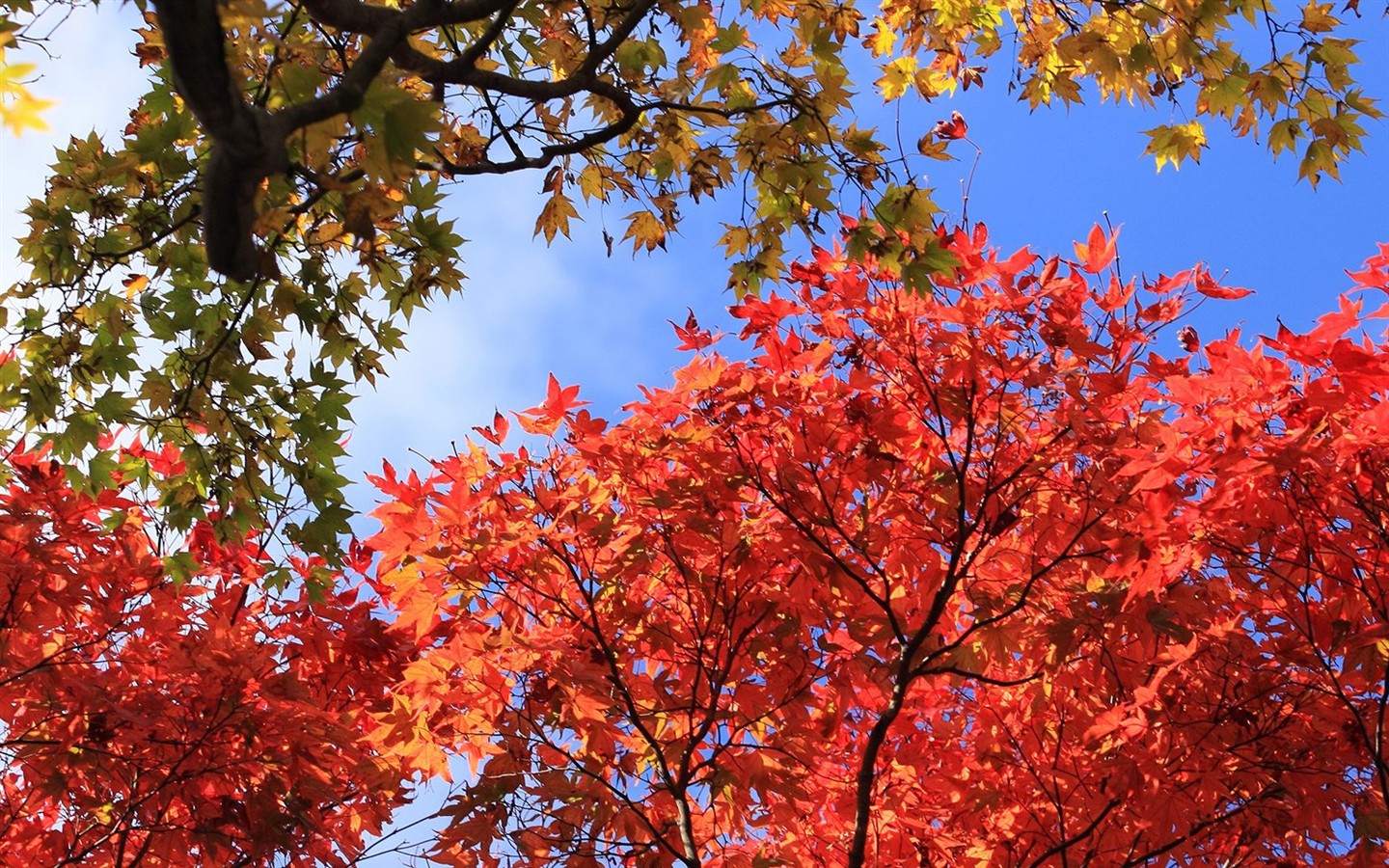 日本之旅：六甲山之紅葉 #12 - 1440x900