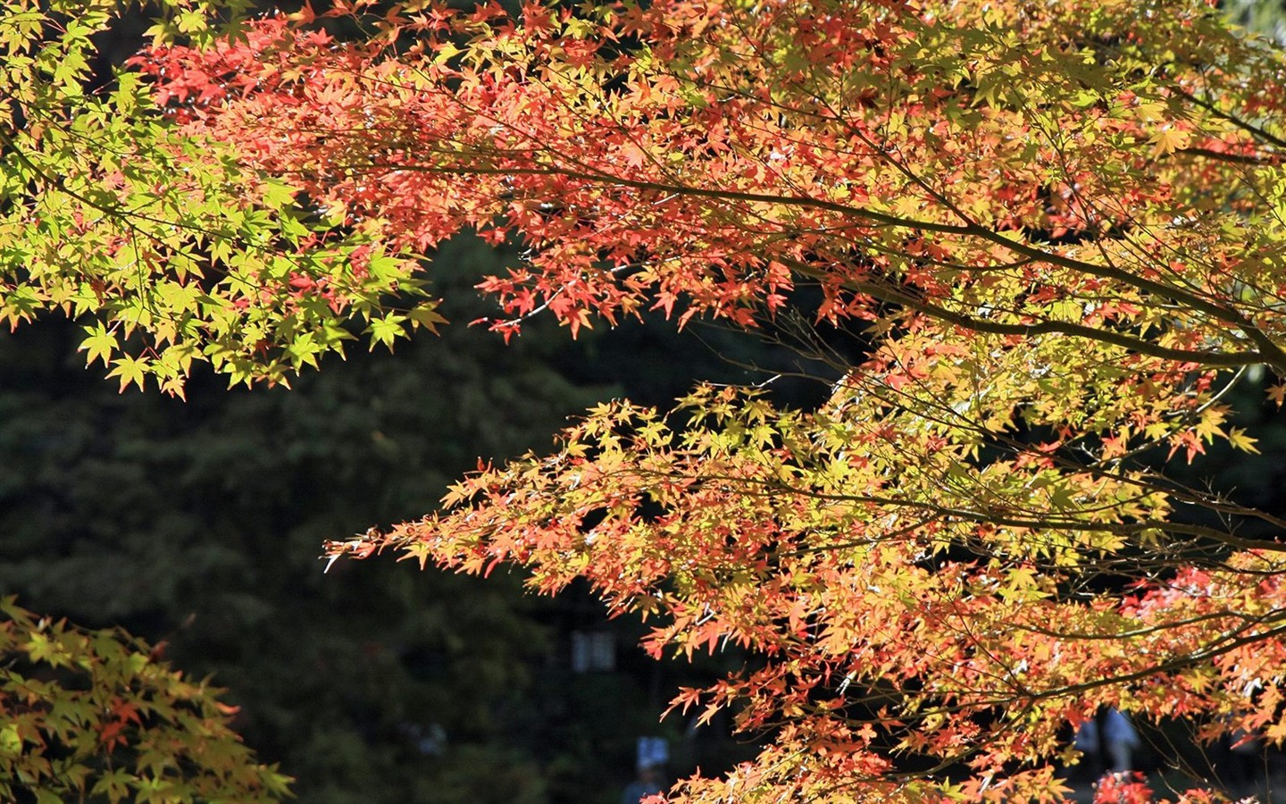 Japan Tour: Rokko Mountain leaves #18 - 1440x900