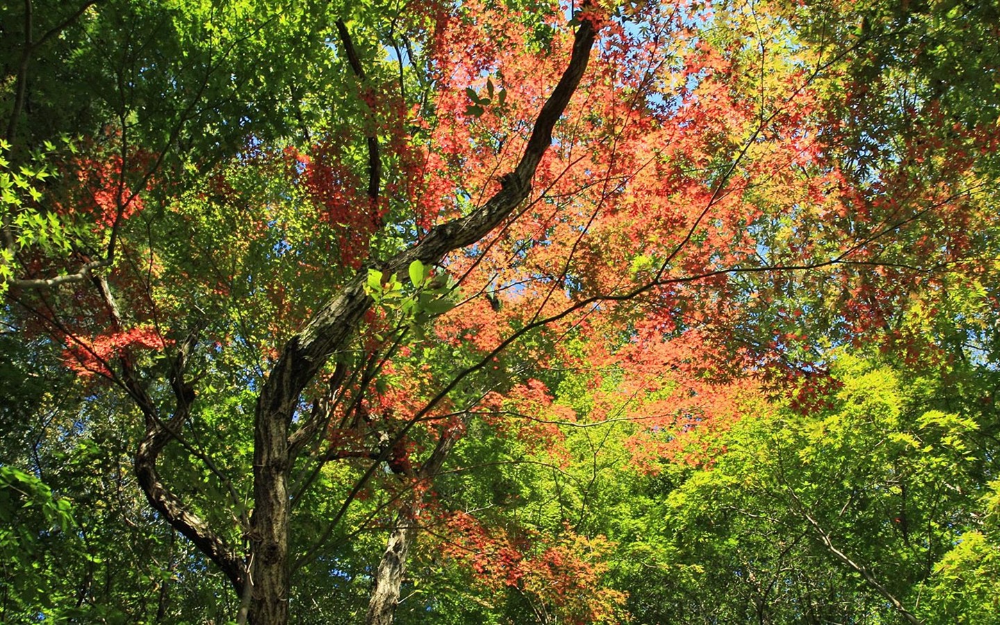 Japan Tour: Montañas Rokko hojas #22 - 1440x900