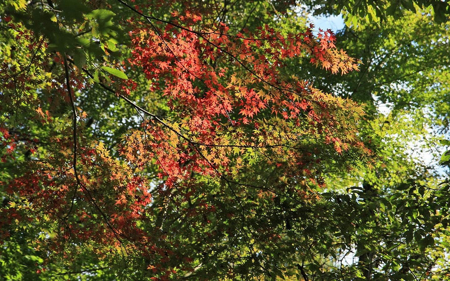 Japan Tour: Rokko Mountain leaves #23 - 1440x900