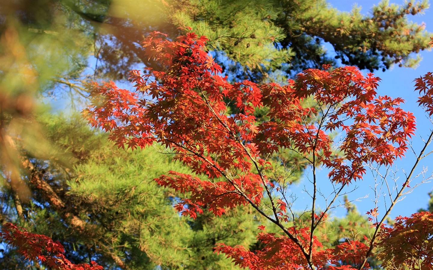 Japan Tour: Montañas Rokko hojas #38 - 1440x900