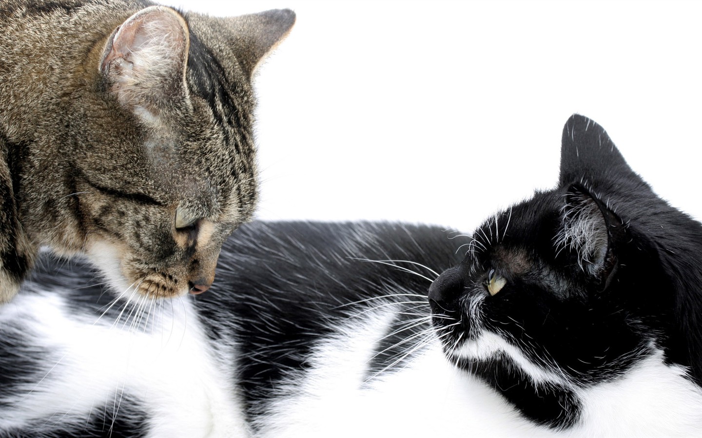 cat foto HD Tapety na plochu #20 - 1440x900
