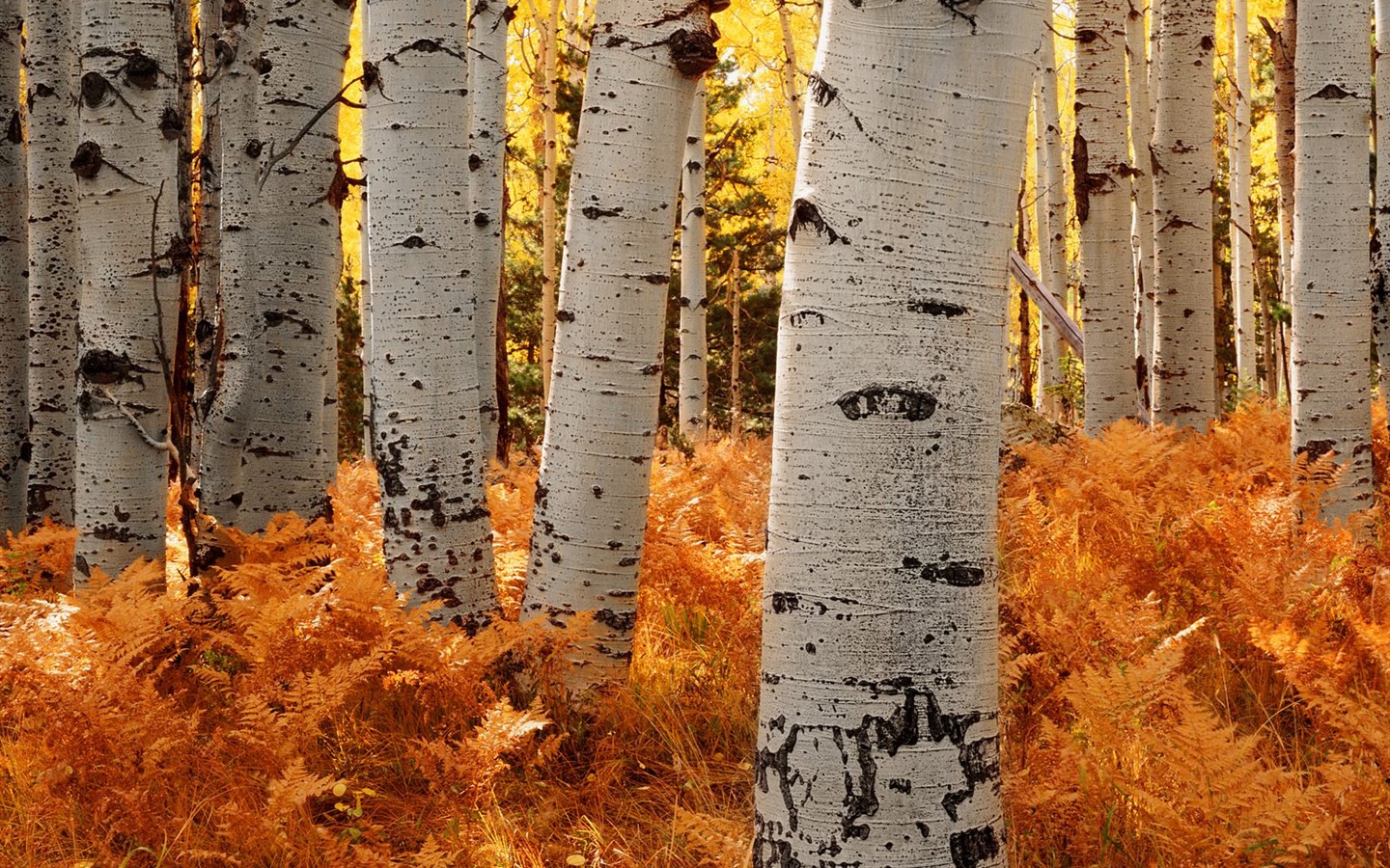 Fond d'écran épais décor de l'automne #7 - 1440x900