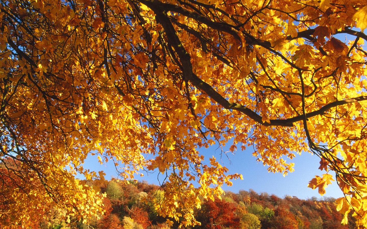 Dickes Herbstlandschaft Tapete #8 - 1440x900